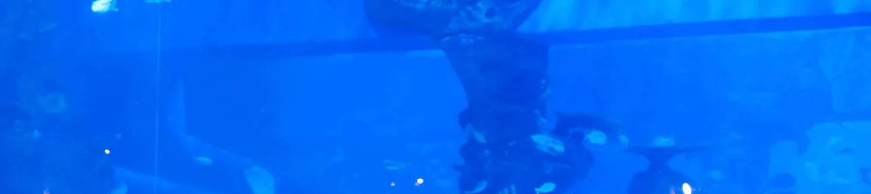 雅加達水族館野生動物園