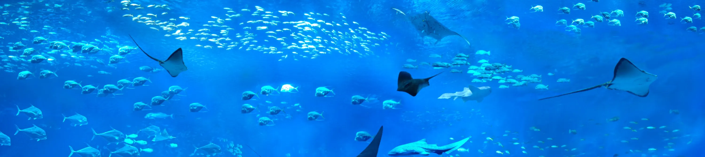 S.E.A. 海洋馆 水族馆