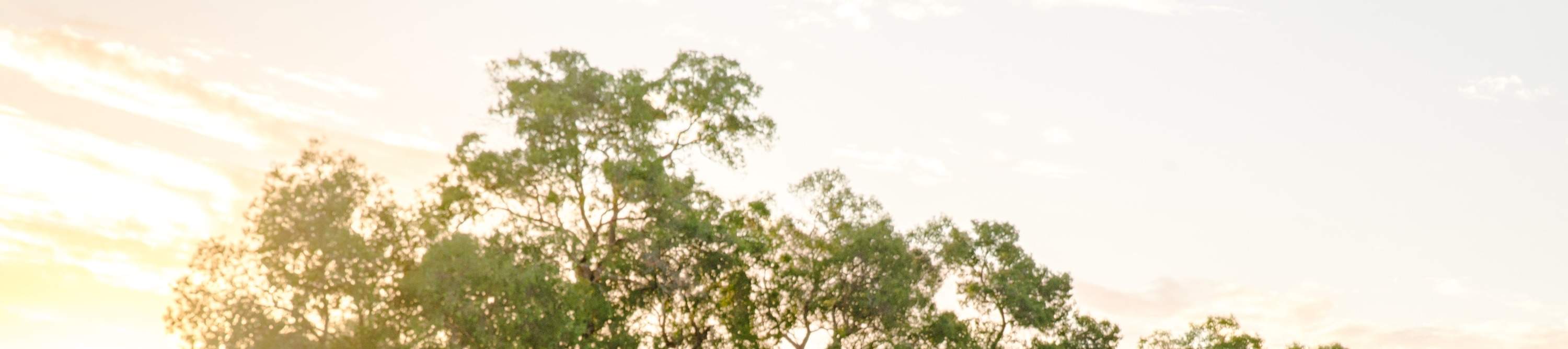 Kangaroo Safari & Minigolf im Swan Valley