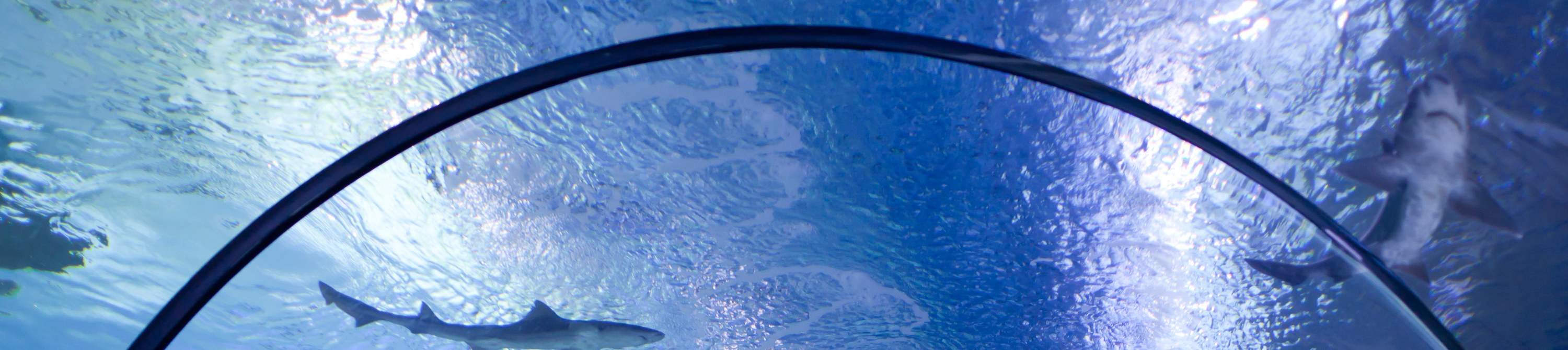 Billet d'entrée pour l'aquarium d'Antalya et le musée de cire