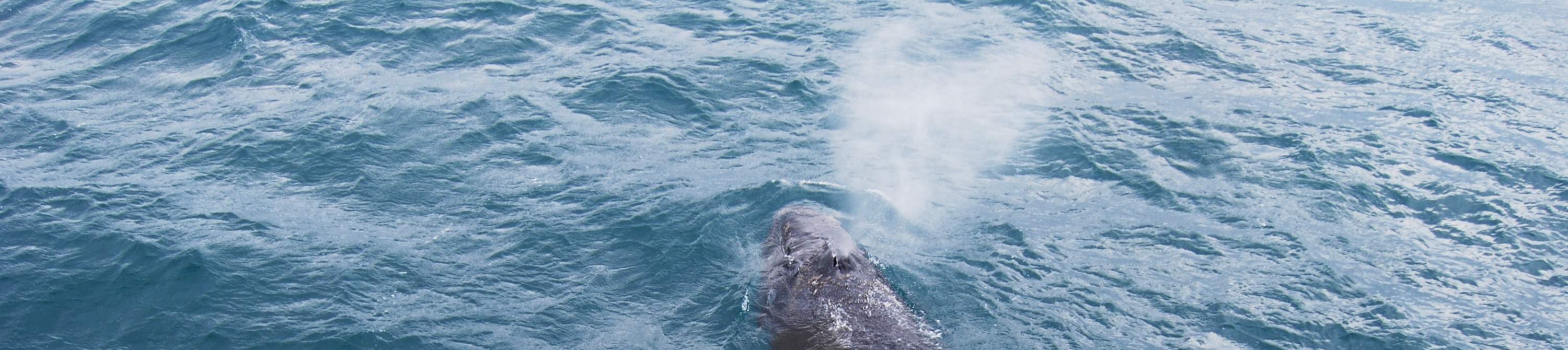 vista ravvicinata di balena