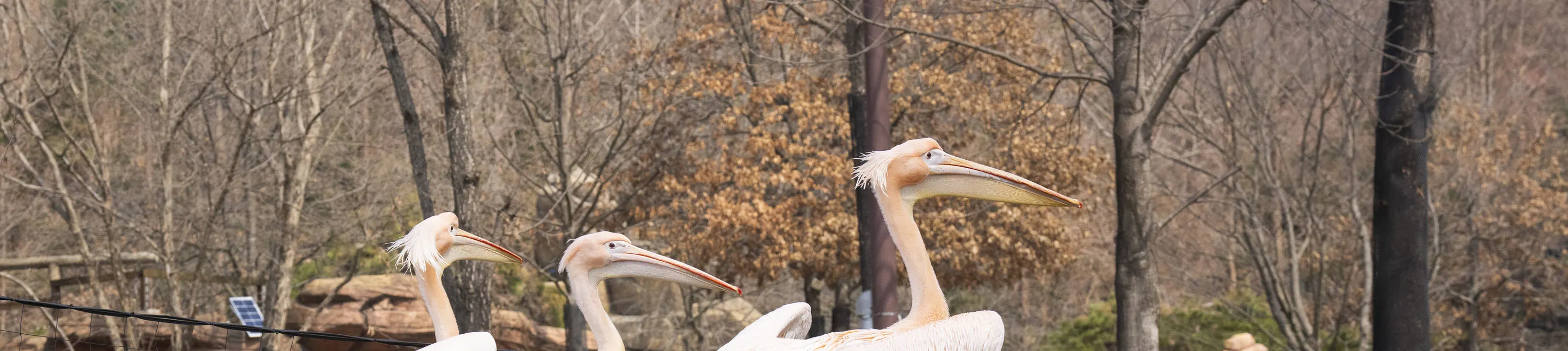 Everland Korea Ticket