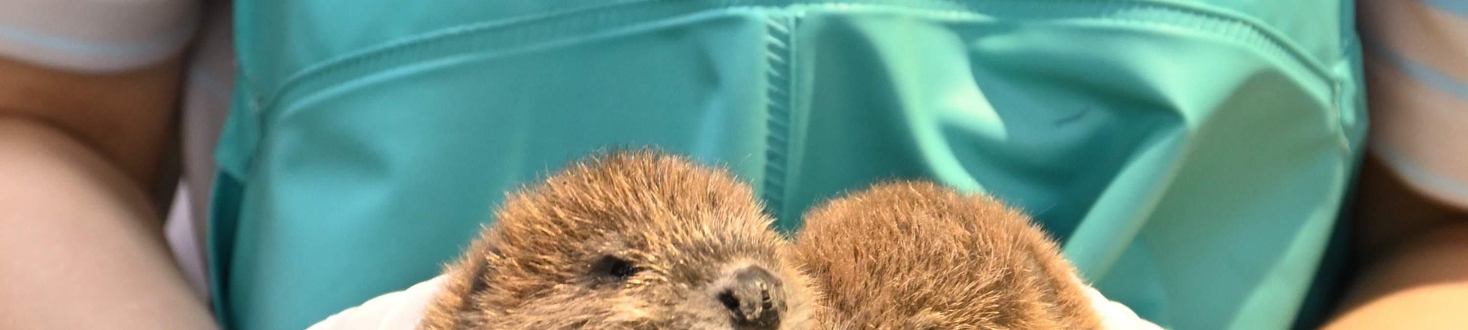 บัตรเข้าชมพิพิธภัณฑ์สัตว์น้ำอินเตอร์แอคทีฟนิฟุเรรุ