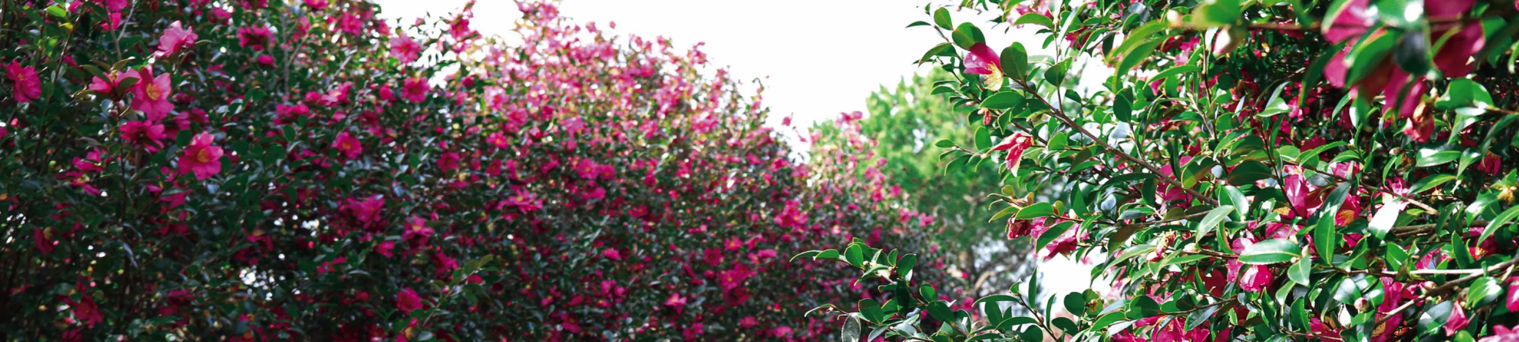 沿着落满山茶花花瓣的小路漫步。