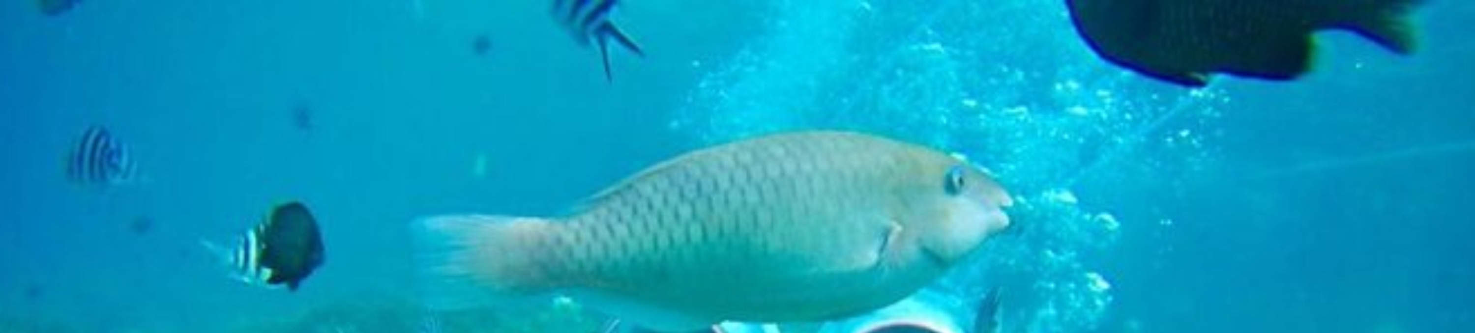 발리 씨 워킹 & 해양 액티비티 즐기기 + 선택 가능한 관광 투어