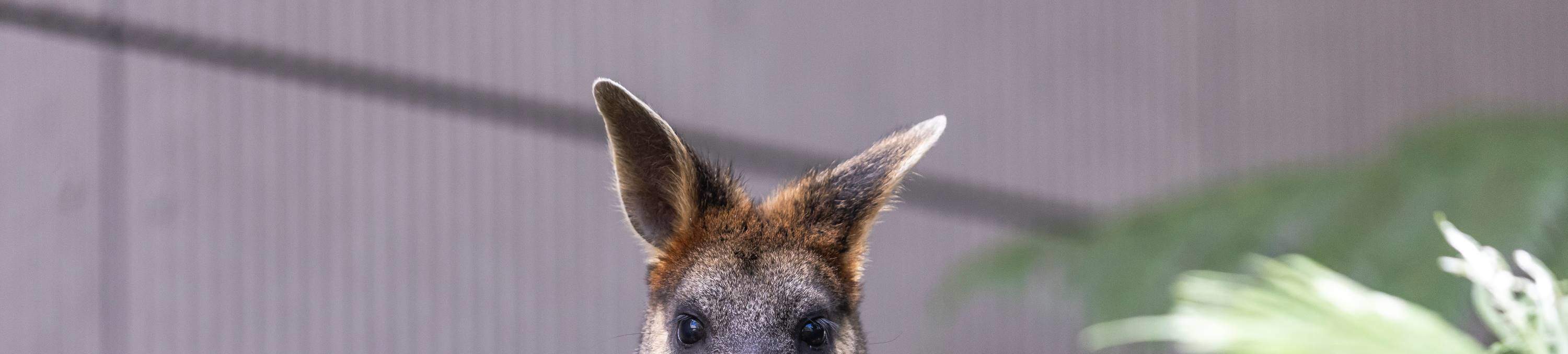 Lawatan Aussie Backyard Adventure