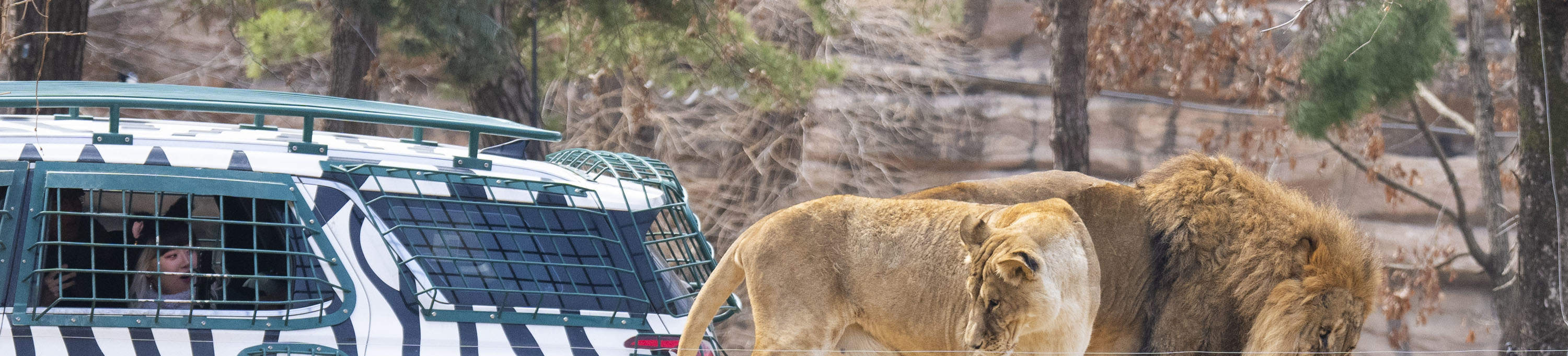 龍仁愛寶樂園Everland門票