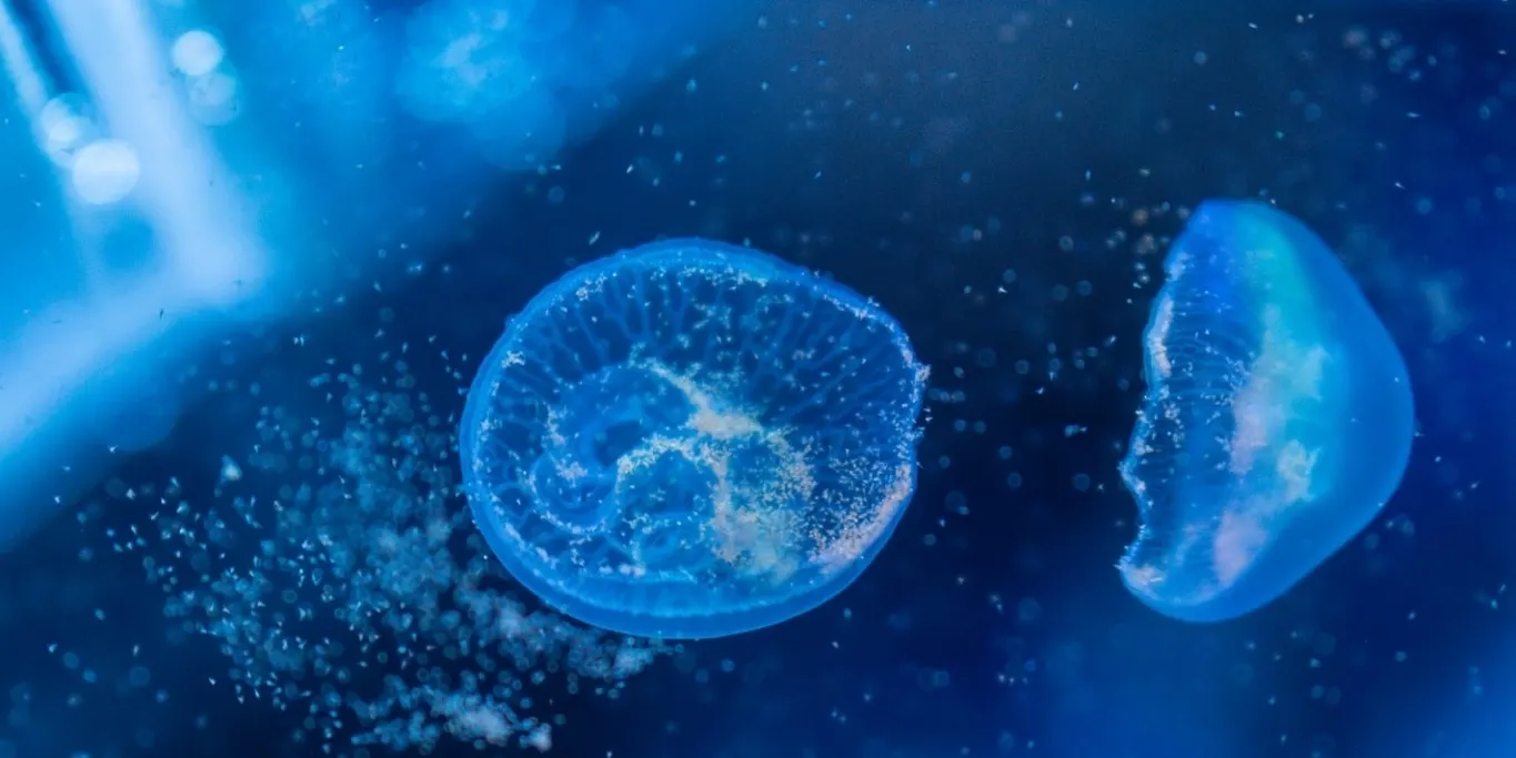 水母