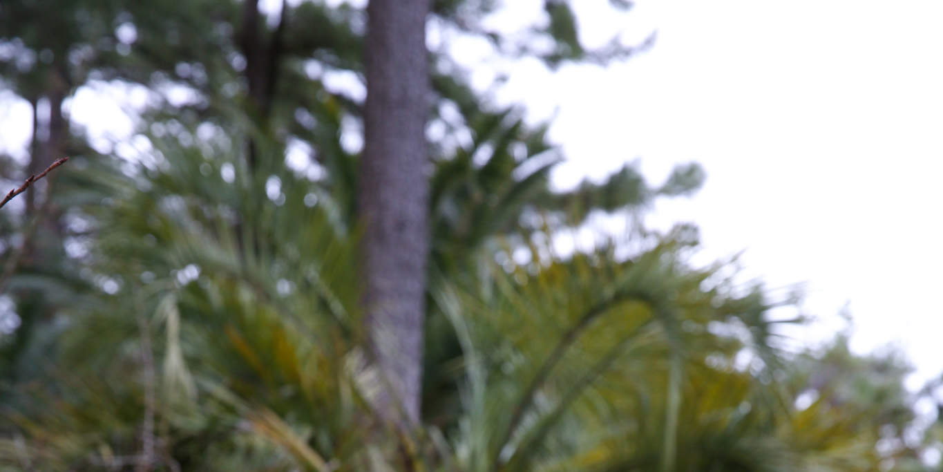 Vé Hallim Park ở Jeju