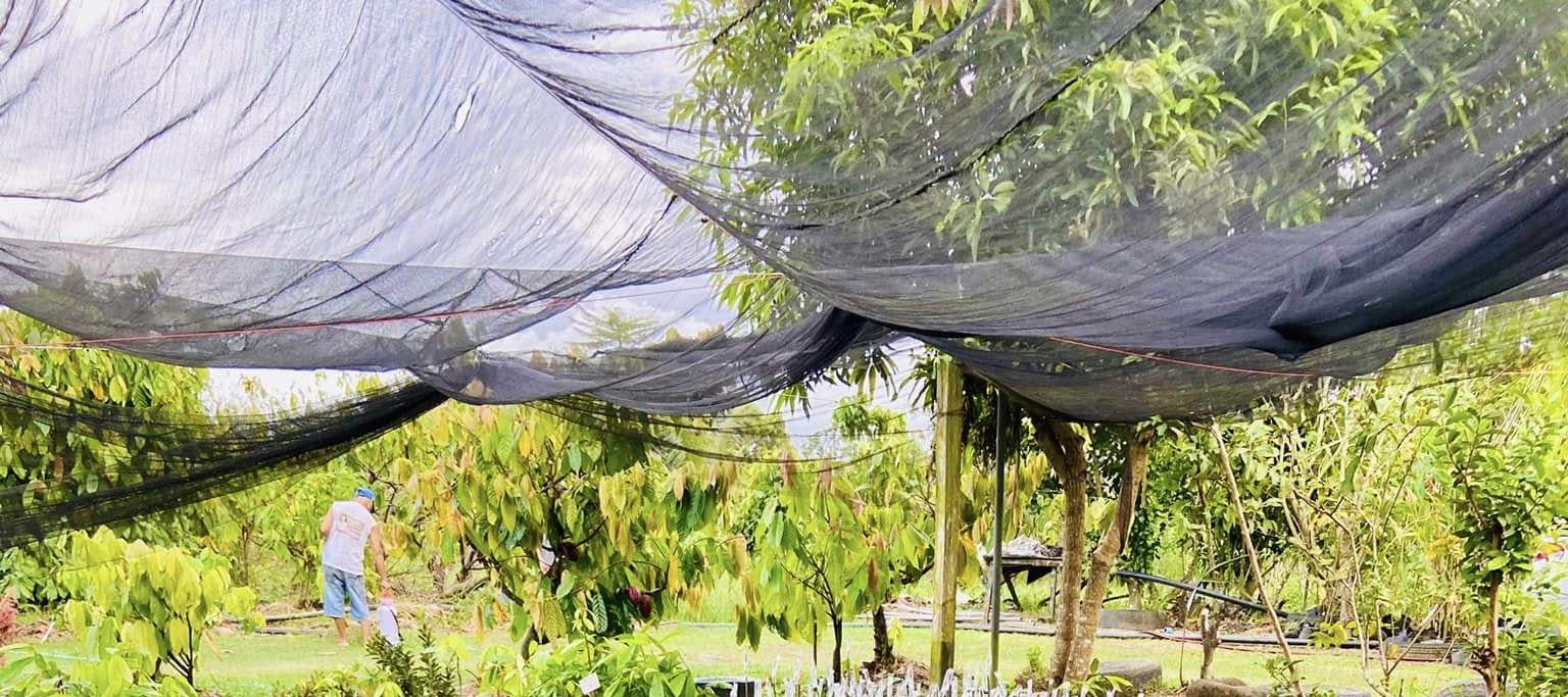 Dari benih ke pokok—memupuk masa depan coklat mewah. 