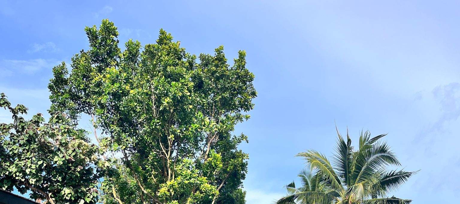 圣淘沙湾码头（Sentosa Cove Jetty）- 拉撒路岛（Lazarus Island）渡轮服务（YachtCruiseSG提供）