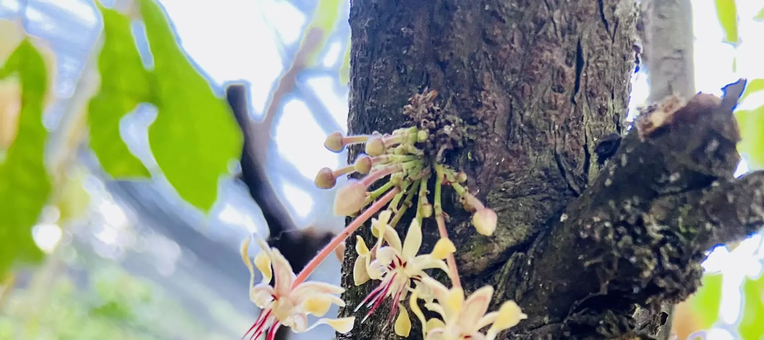 大自然的金色豆荚——每一个伟大的巧克力故事都是从这里开始的。
