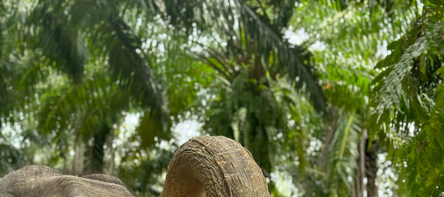 끄라비: 코끼리 보호소 + 카오통 힐 & 프라이빗 이동 서비스