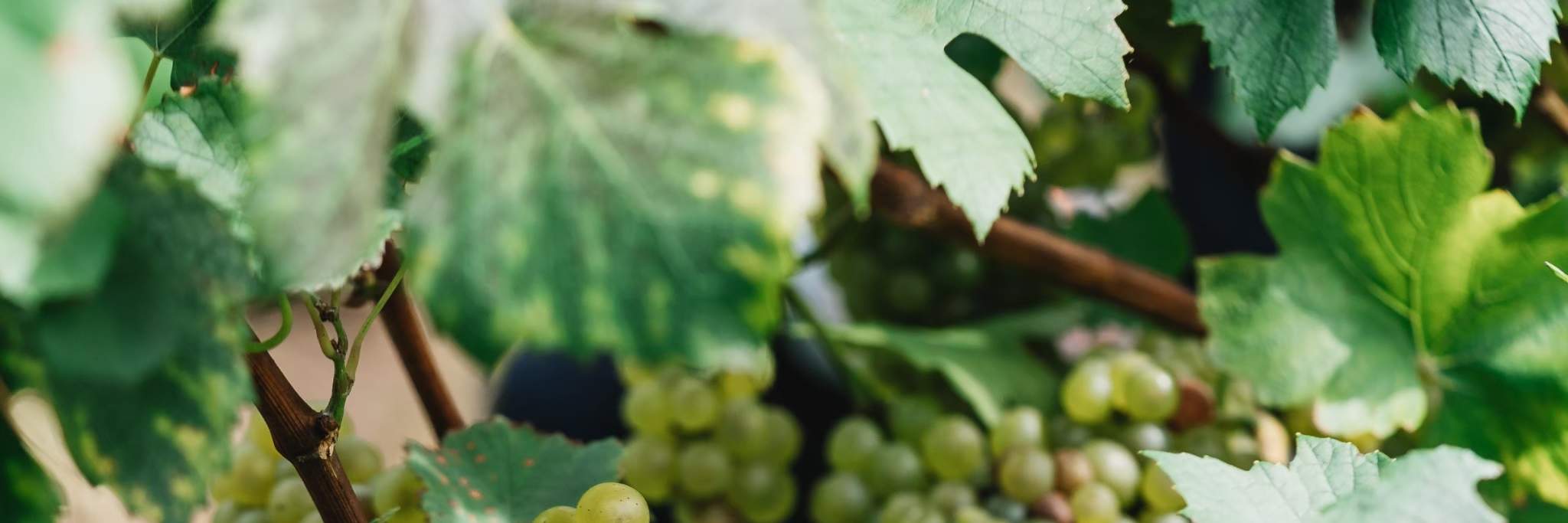 Anggur putih untuk anggur