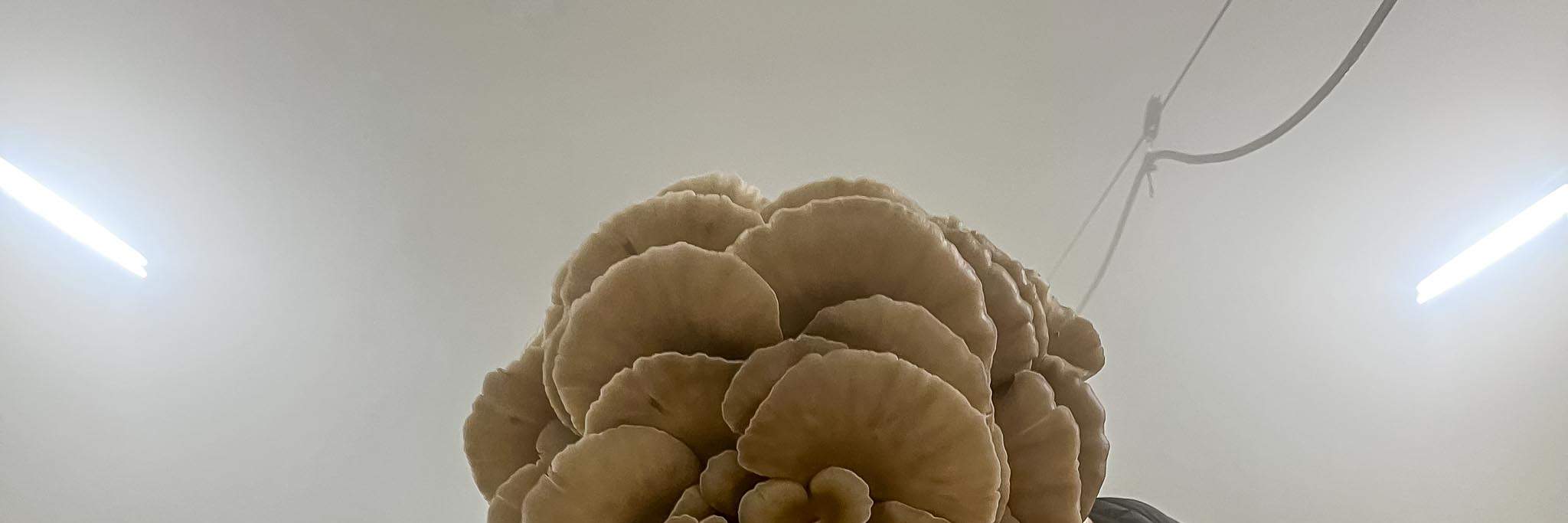 Carsten đang cầm một cây nấm bào ngư rất lớn trên tay