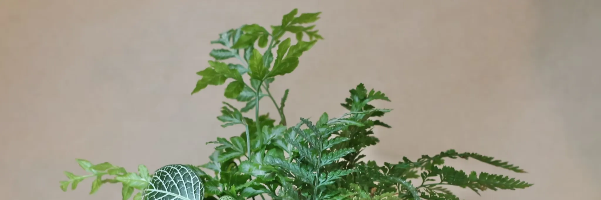 绿植星球
