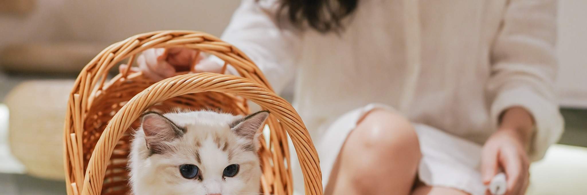 HOME by tales of paws 貓咪咖啡廳