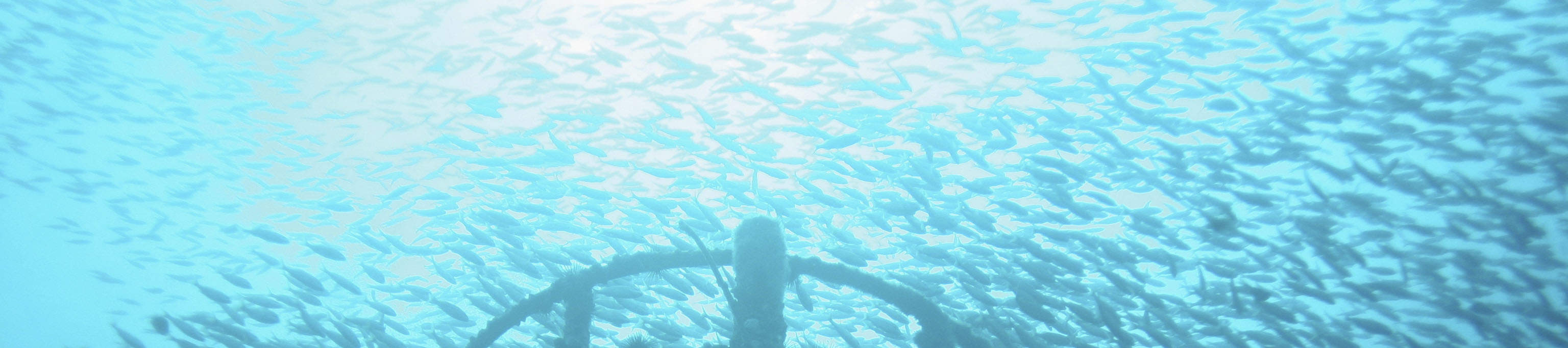 PADI Advanced Open Water Diver Niveau 1