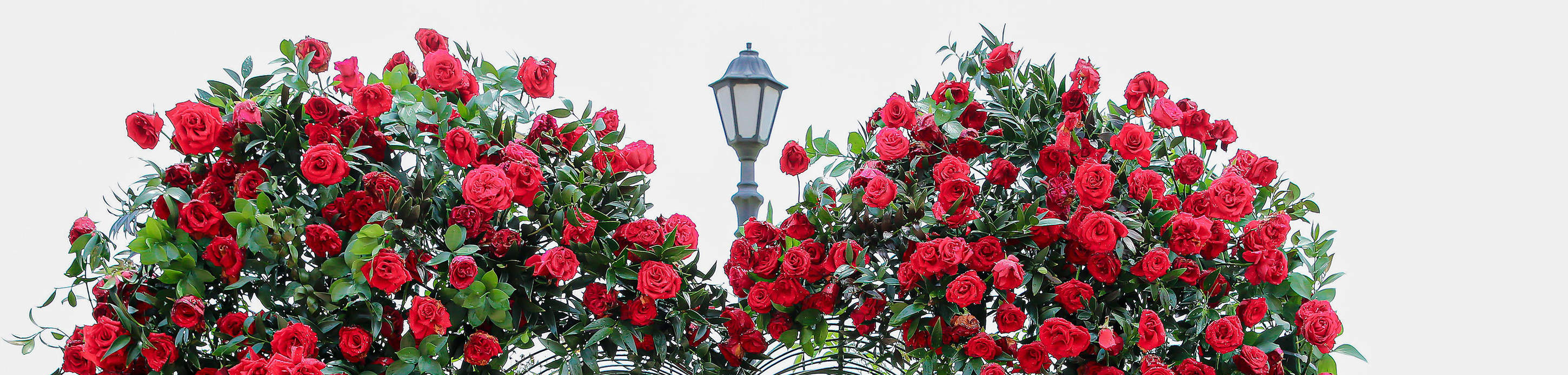 Servizio fotografico di 3 ore al Ponte d'Oro nelle Ba Na Hills