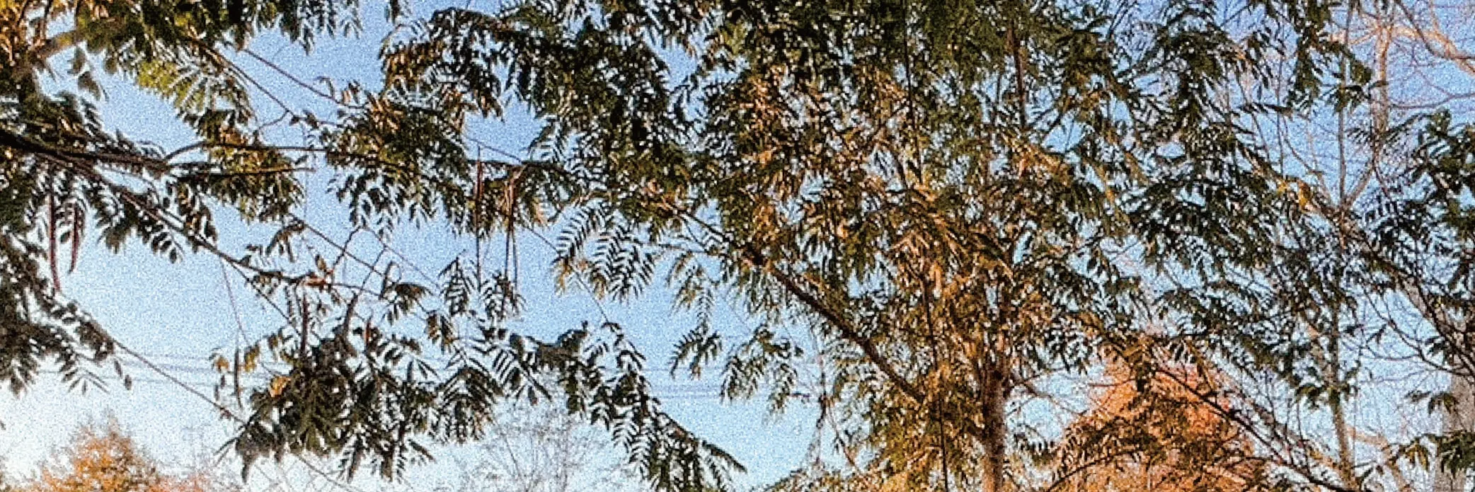水与松萌萌园