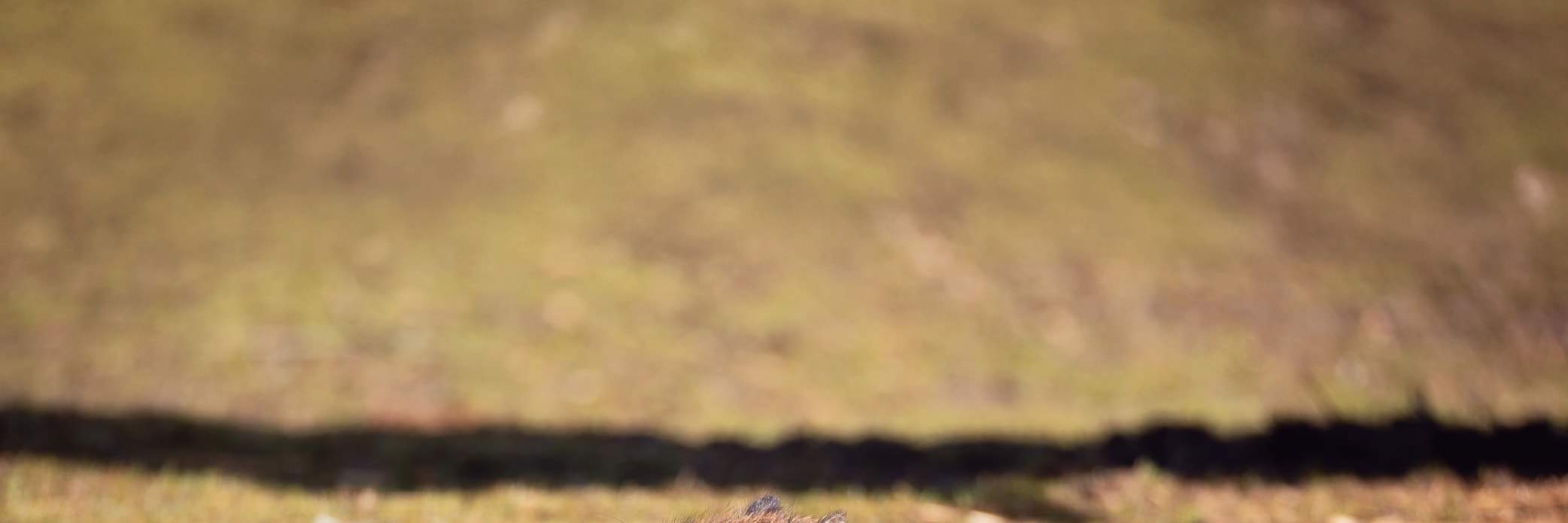 Jardín encantador con agua y pinos