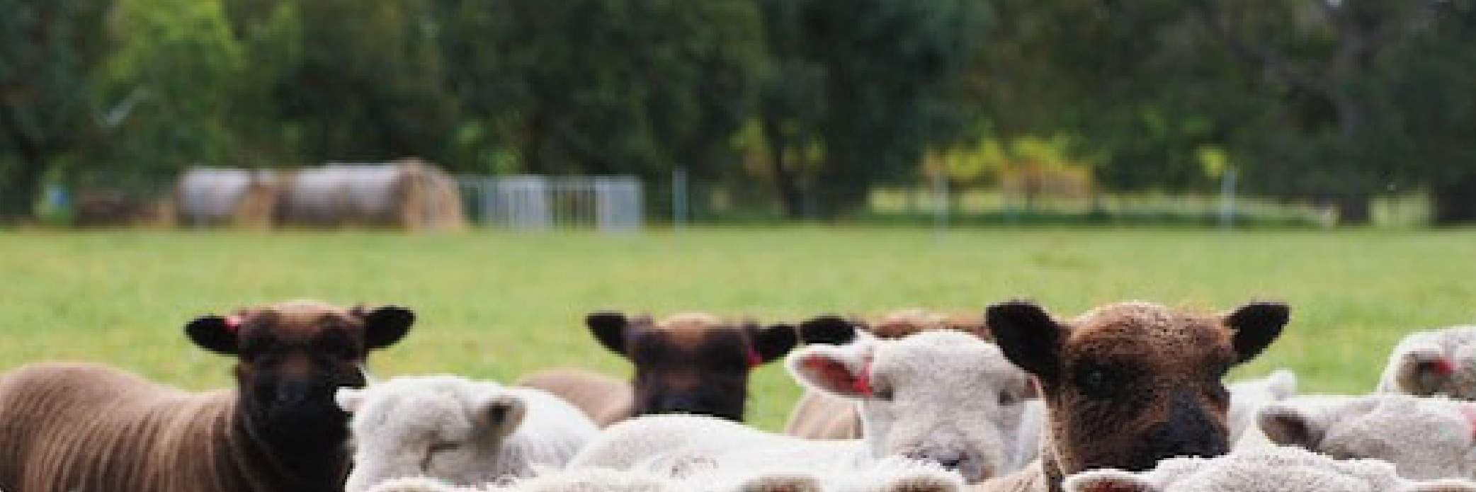 Grazioso giardino con acqua e pini