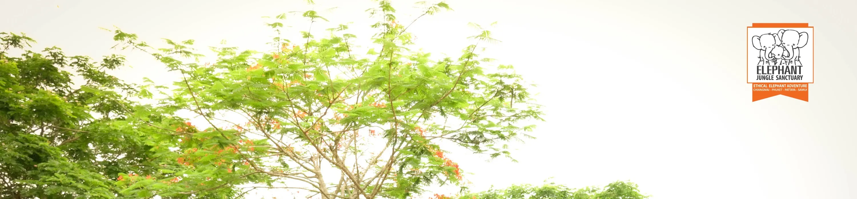 与大象散步