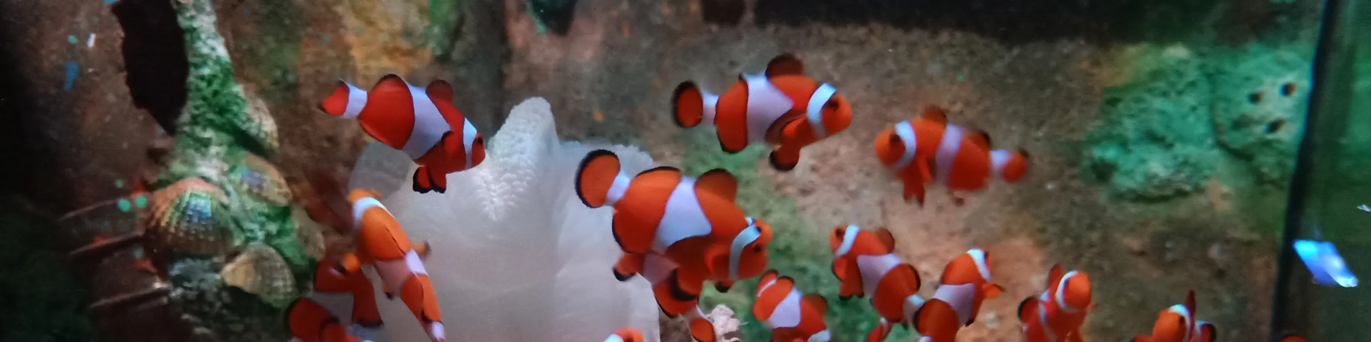 槟城 TOP 精品水族馆门票