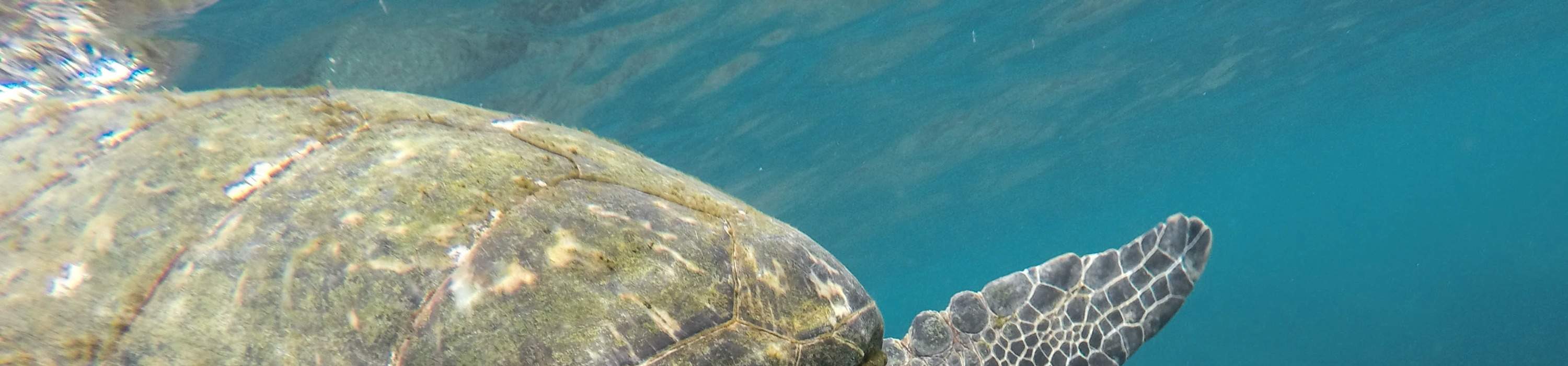 Immersioni subacquee a Pattaya con Manta Marina