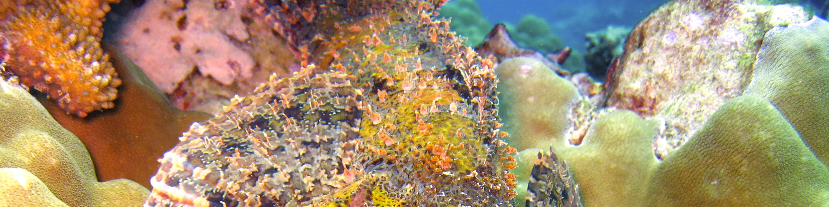 5次潜水全包套餐