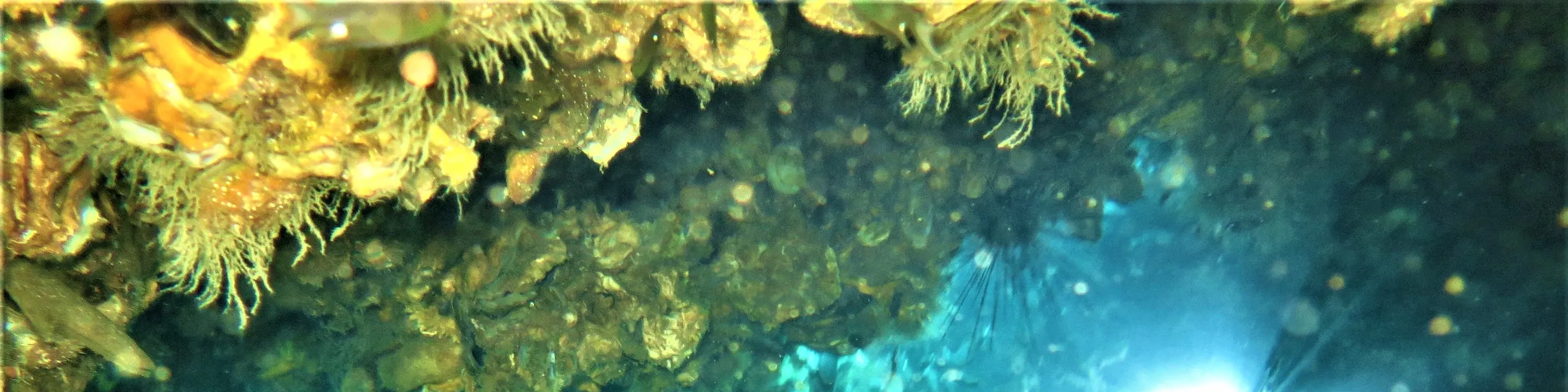 PADI 高级开放水域潜水员