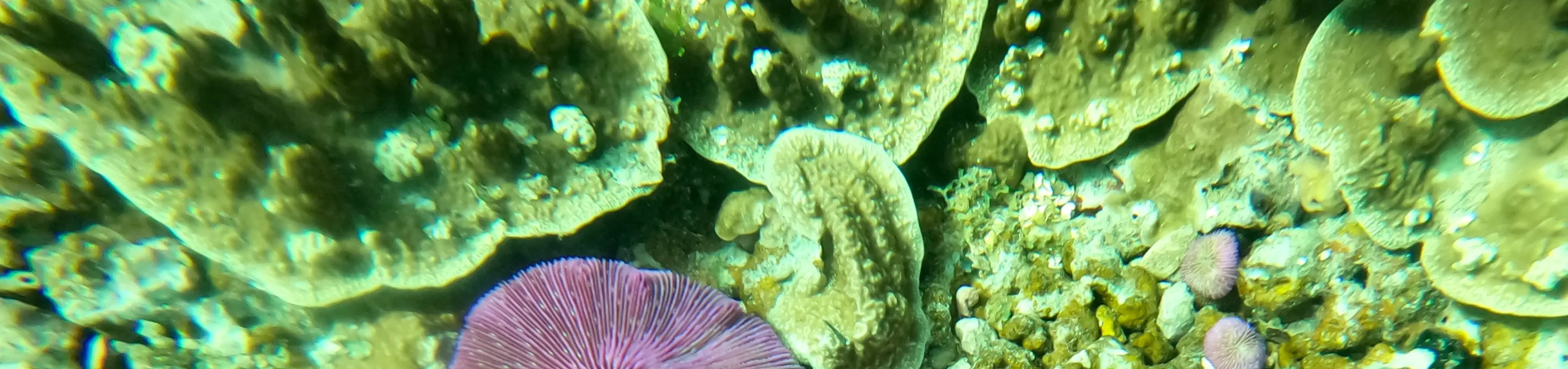 关岛水肺潜水和立式桨板课程