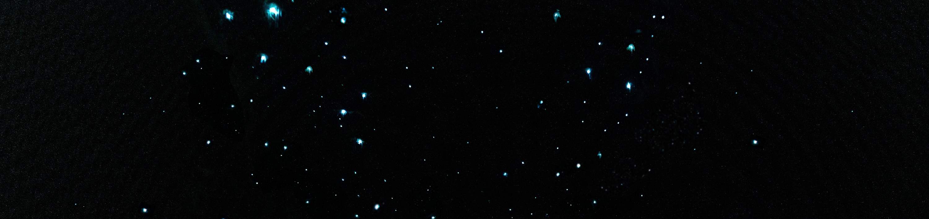 Eine einzigartige und persönliche Tour, die ein magisches Glühwürmchen-Erlebnis schafft.