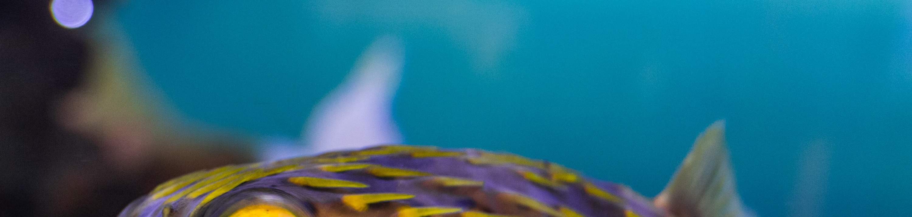 Vé Trung Tâm Khám Phá Cá Heo ở Bunbury