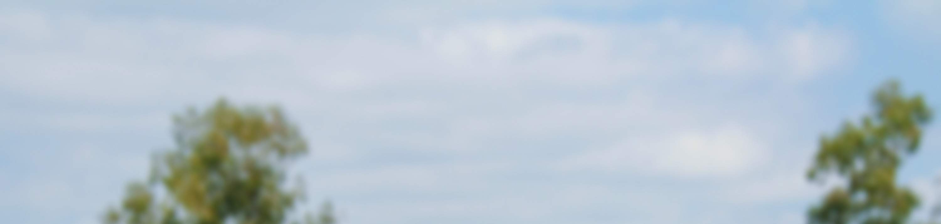 lone pine koala sanctuary