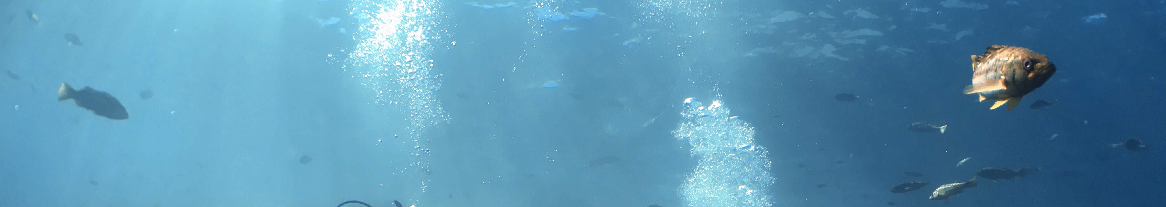 PADI Open Water Diver