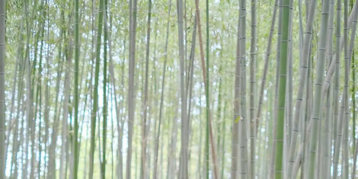 岚山竹林