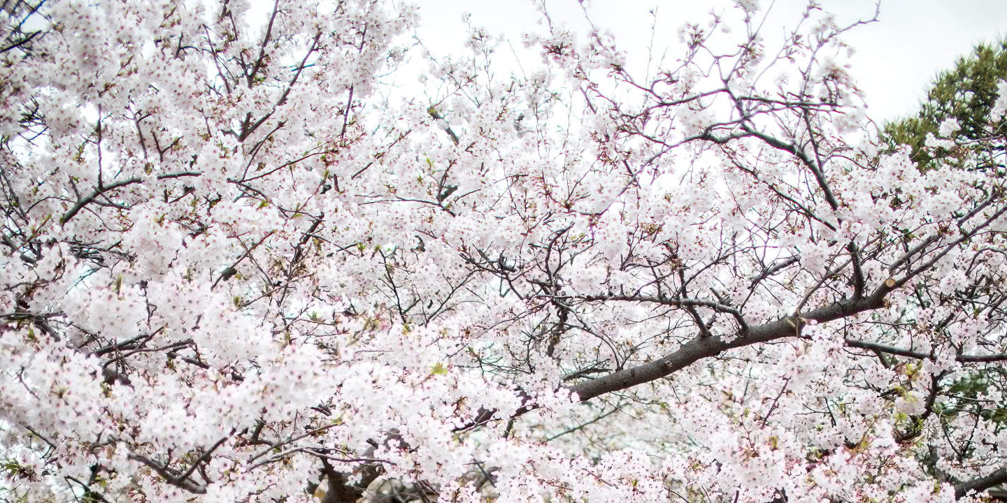 Sesión de fotos de boda en Kamakura y Yokohama con estilismo profesional