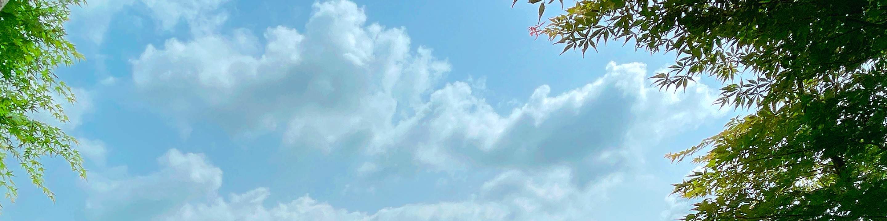 남이섬 입장권(QR 코드 바로 입장)