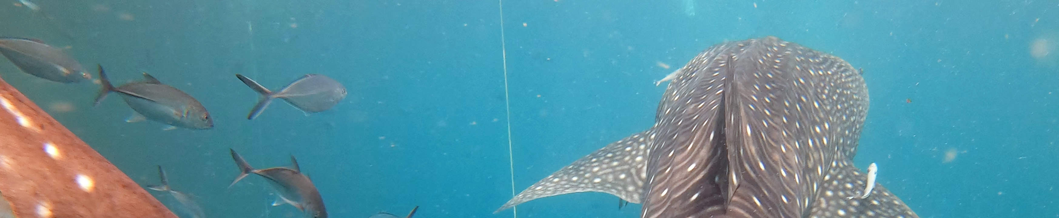 Viaje de buceo a Sail Rock