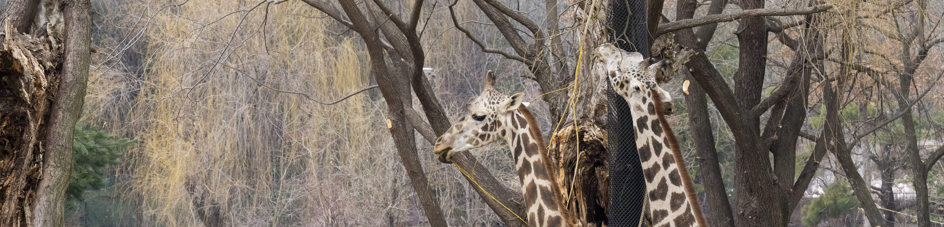 龍仁愛寶樂園Everland門票