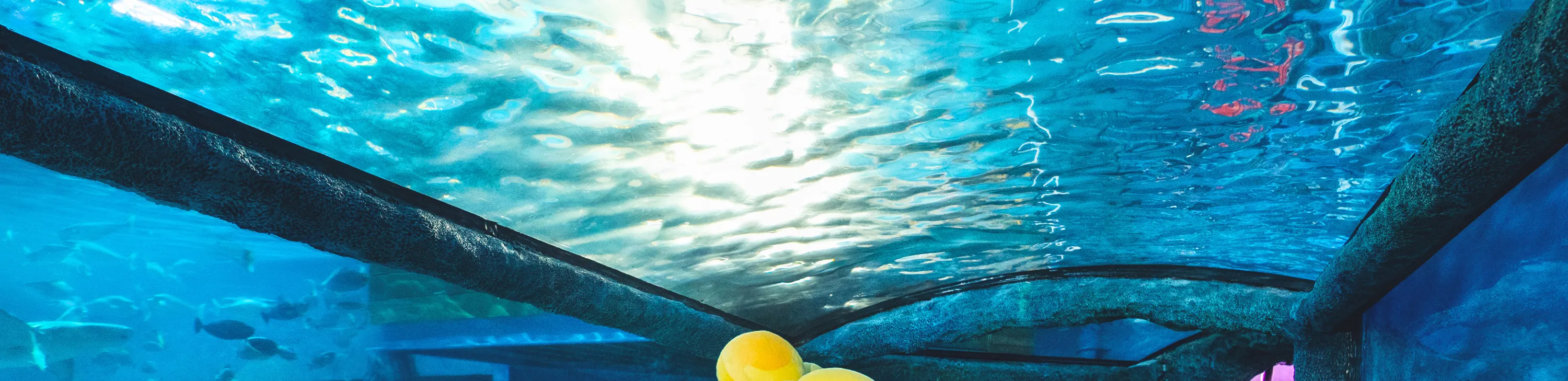 雪梨海洋生物水族馆门票