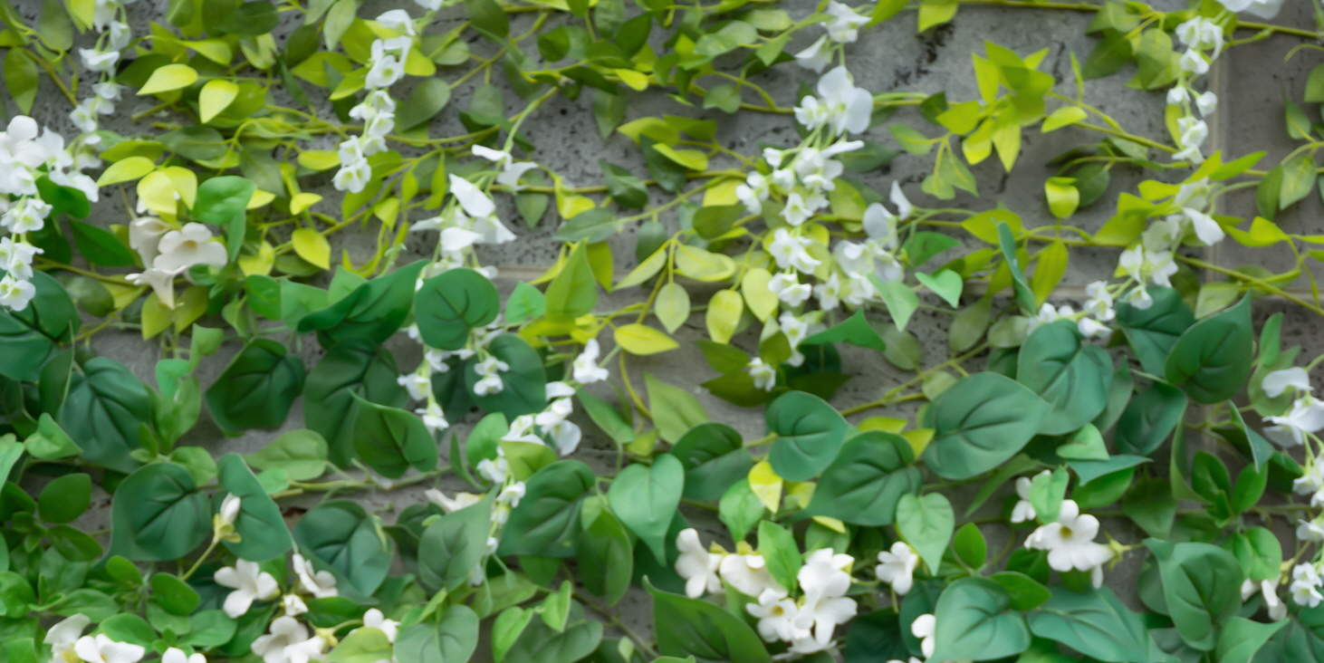 Chụp Ảnh Ở Jeju Với Màu Sắc Cổ Tích (Cầu Hôn)