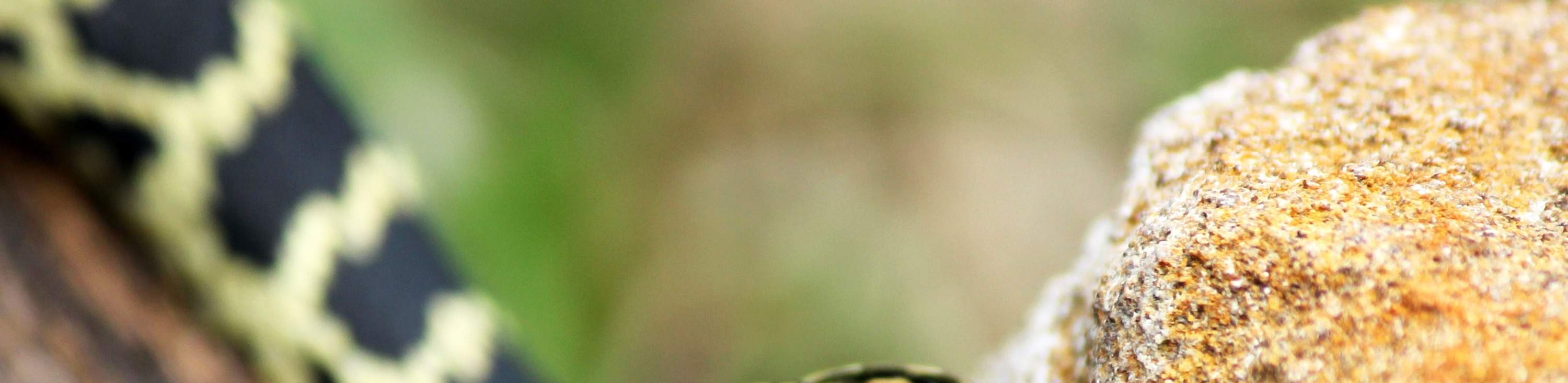 龍柏無尾熊動物園