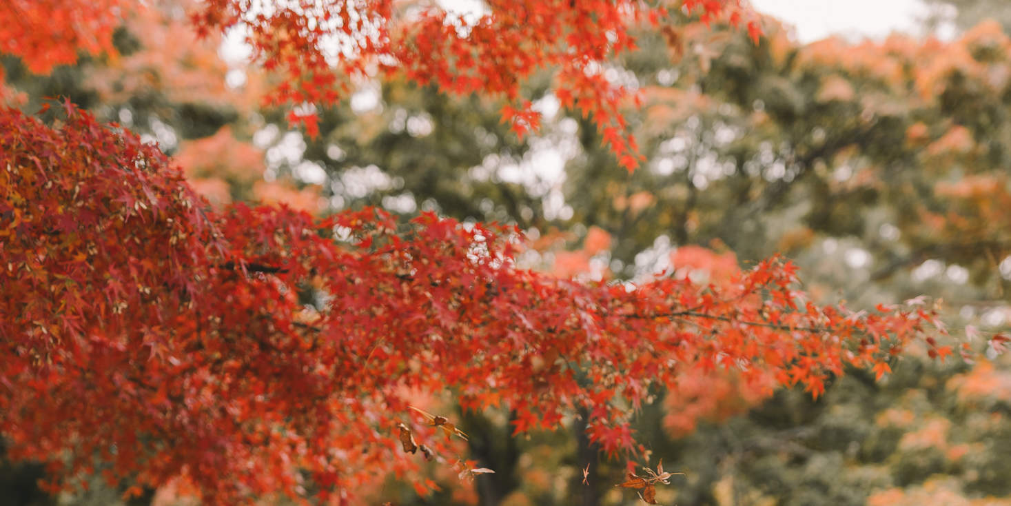 Scènes de Séoul : Expérience photographique