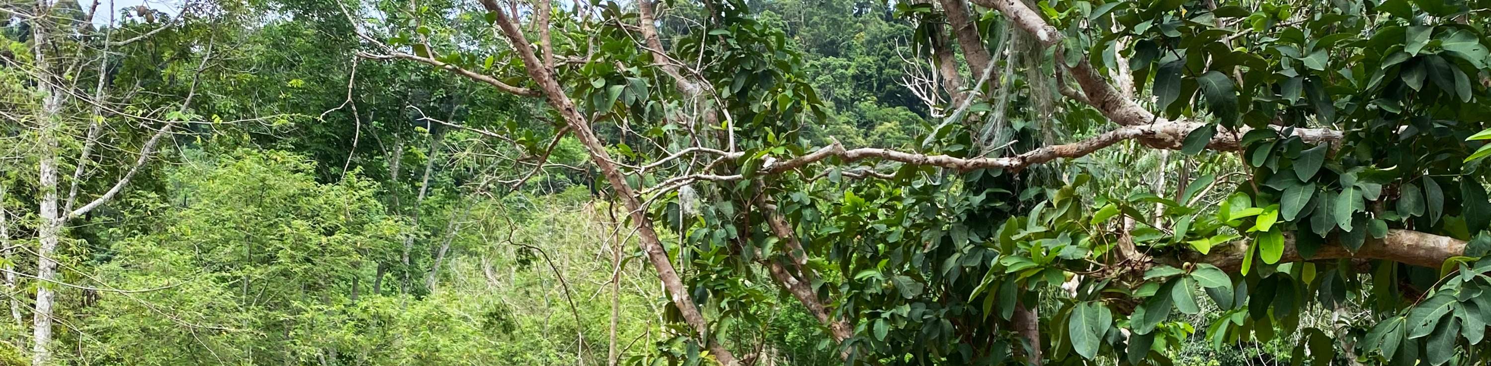 Scopri la vita degli elefanti