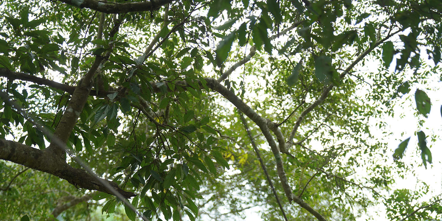 體驗Zipline Mae Wang探險，暢玩全部22個平臺。