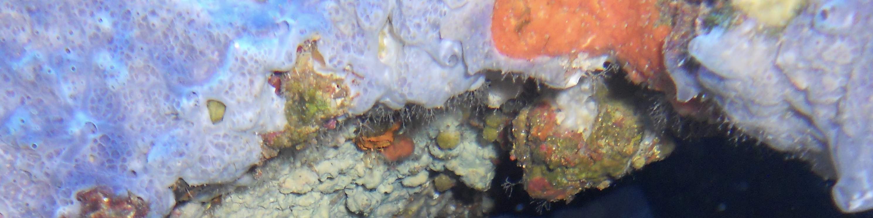 Escursione Subacquea di un Giorno Intero