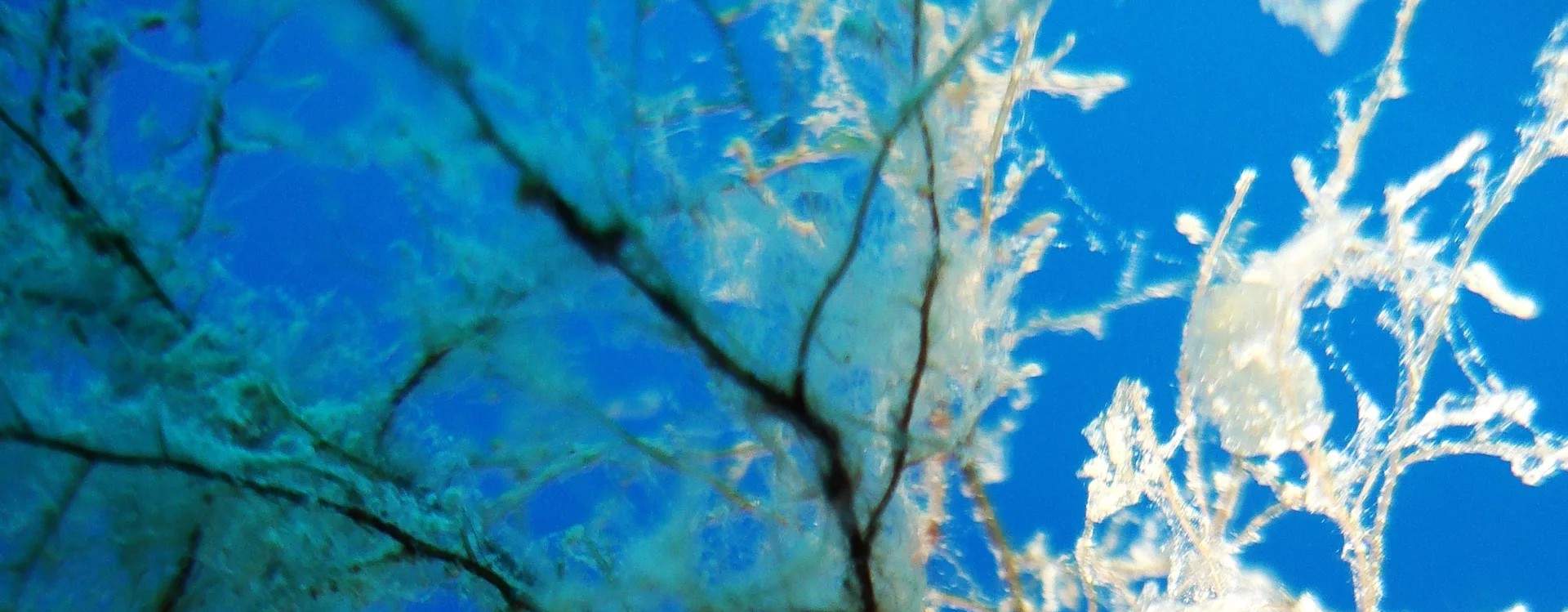 加入我们，在厄尔巴岛享受难忘的潜水探险之旅，在这里，每次下潜都有机会发现海蛞蝓，为您的旅程增添更多刺激。