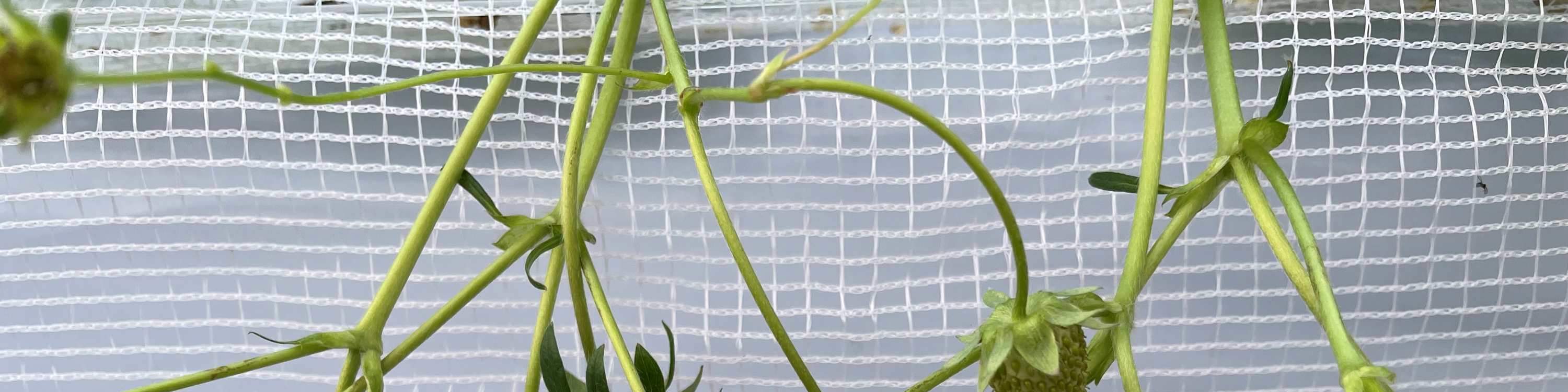 ประสบการณ์เก็บและเปรียบเทียบรสชาติสตรอว์เบอร์รีในฤดูหนาว (บริเวณใกล้เคียงซัปโปโร)